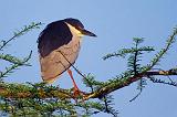 Heron On A Branch_45884